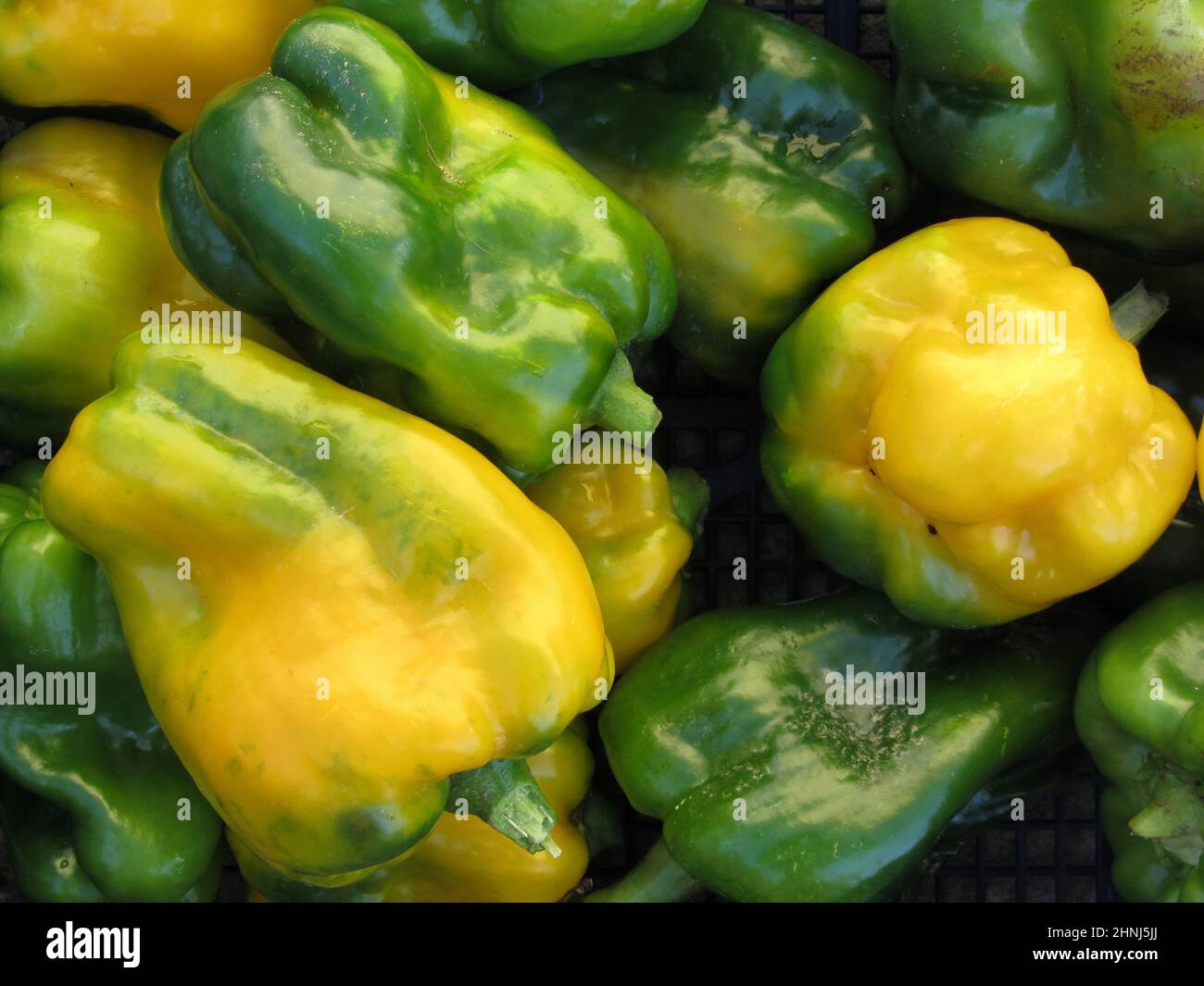 Harvest yellow peppers lot hi-res stock photography and images - Alamy