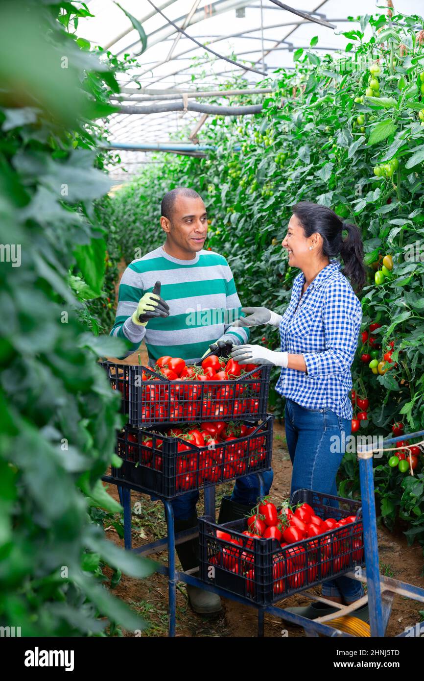 Workers greenhouse in process hi-res stock photography and images - Alamy
