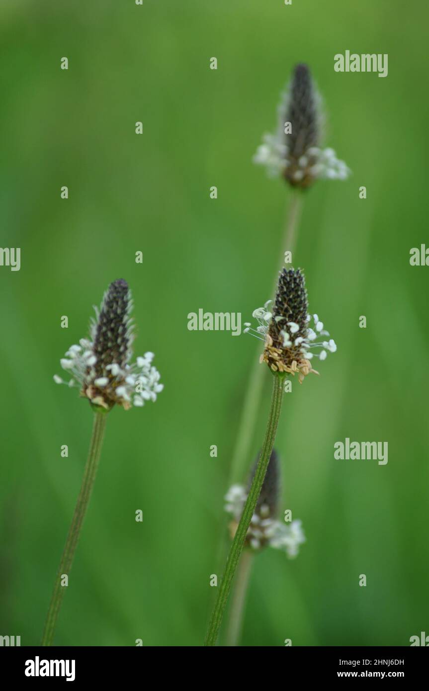 Plantain (plantago lanceolata) growing on a grass verge in June, UK. It is a common weed on cultivated or disturbed land Stock Photo