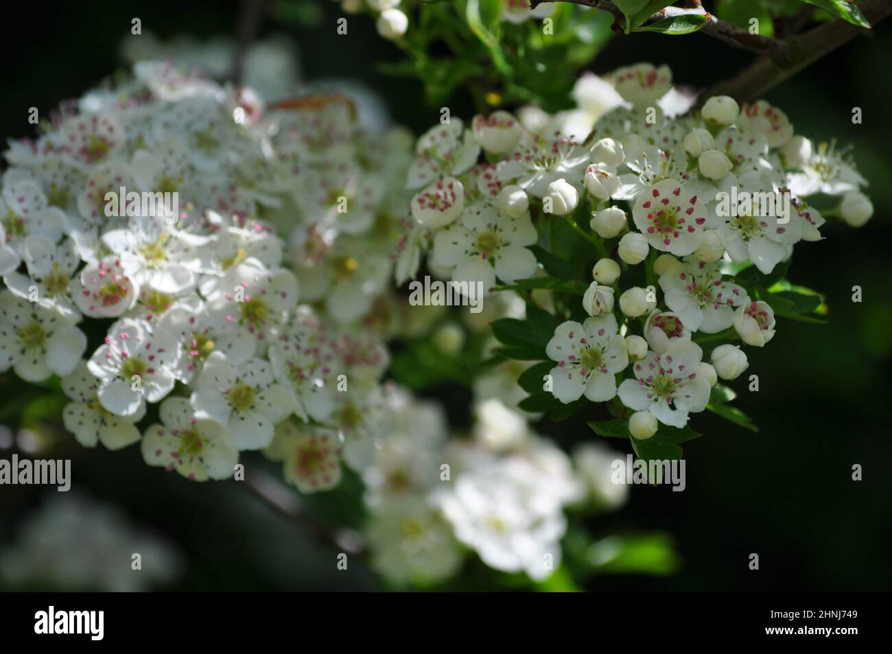 White hawthorn flowers (Crataegus monogyna) growing on a hawthorn hedge, UK Stock Photo