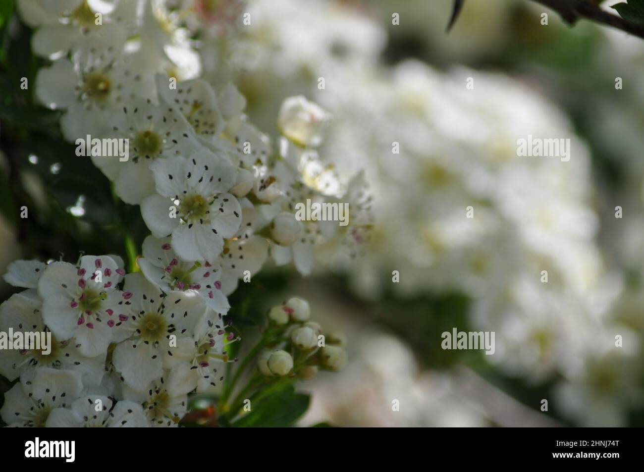 White hawthorn flowers (Crataegus monogyna) growing on a hawthorn hedge, UK Stock Photo