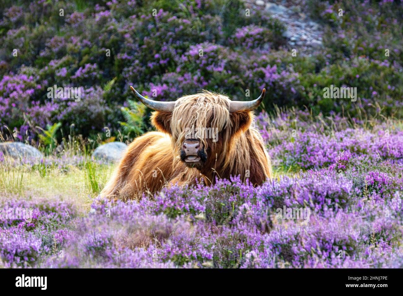 Cute red  highland cow lying in purple  heather, Bealach na Ba, the mountains of the Applecross peninsula, part of the North Coast 500, Scotland Stock Photo