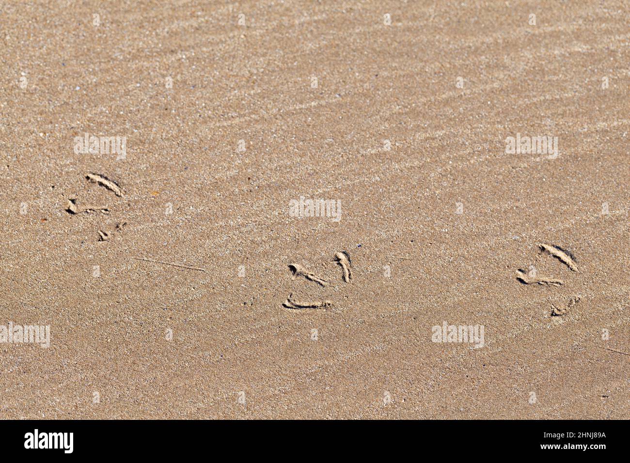 Seagull footprints in the  beach sand Stock Photo