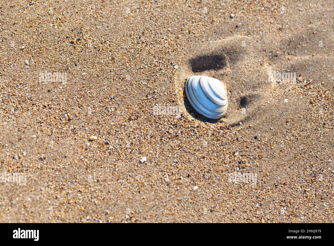 Mussle in the beach sand on a sunny day Stock Photo