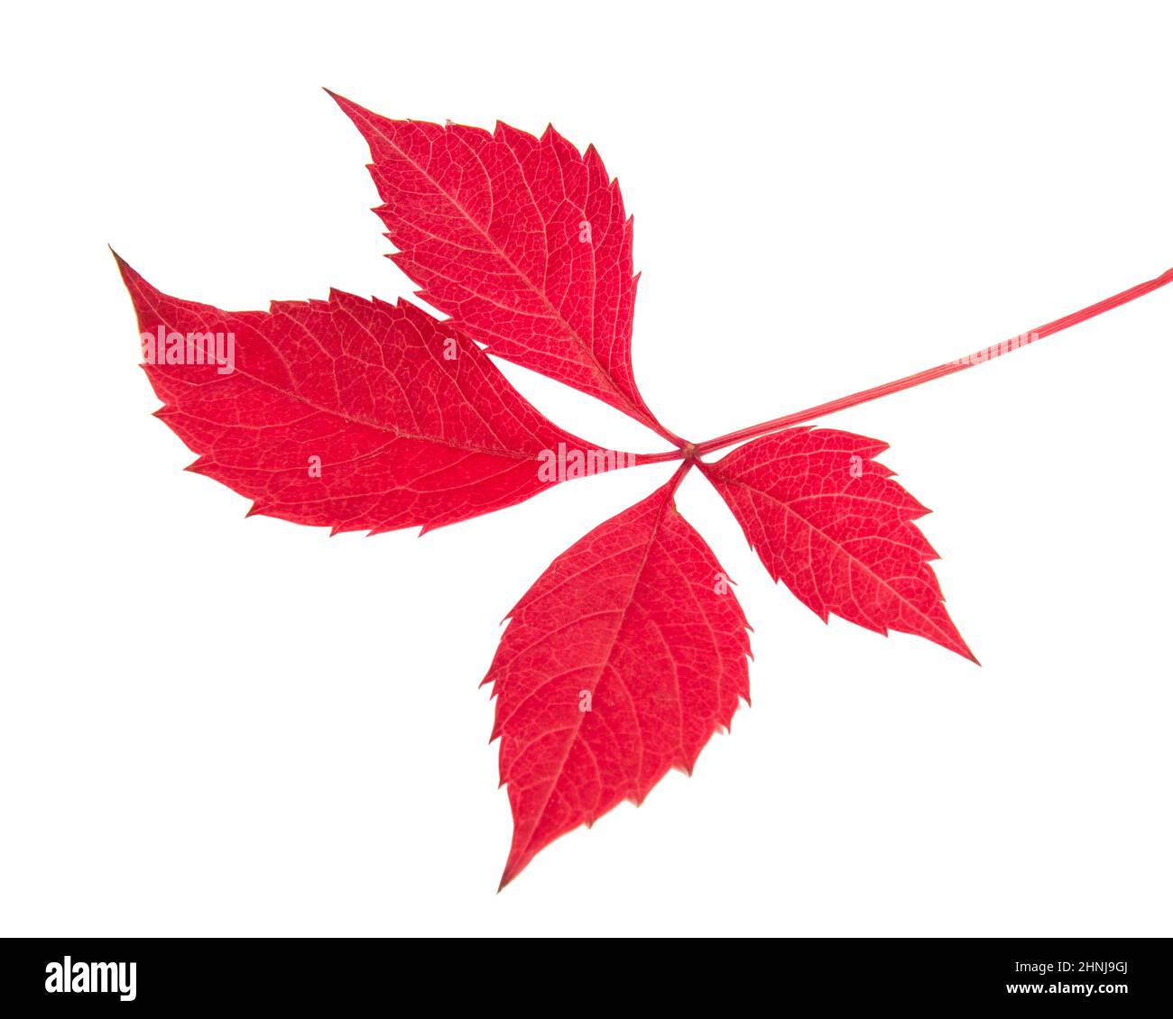 Red autumn leaf isolated on the white background Stock Photo - Alamy