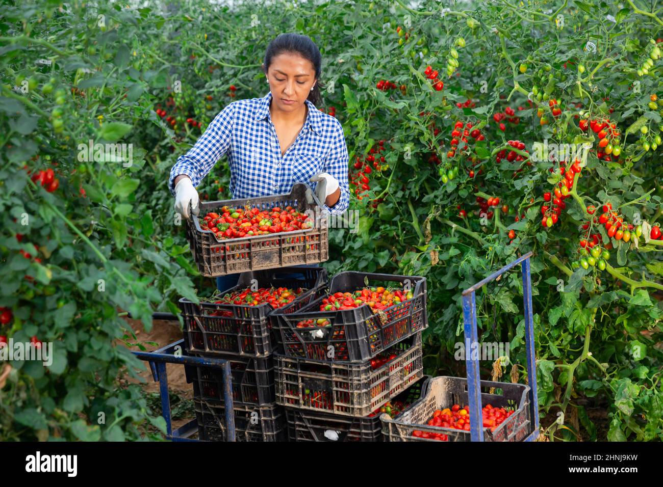 Female gardener stacking boxes with tomatoes in greenhouse Stock Photo ...