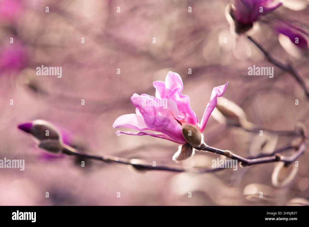 Magnolia Close up Macro x loebneri 'Leonard Messel', Pink flower Stock Photo