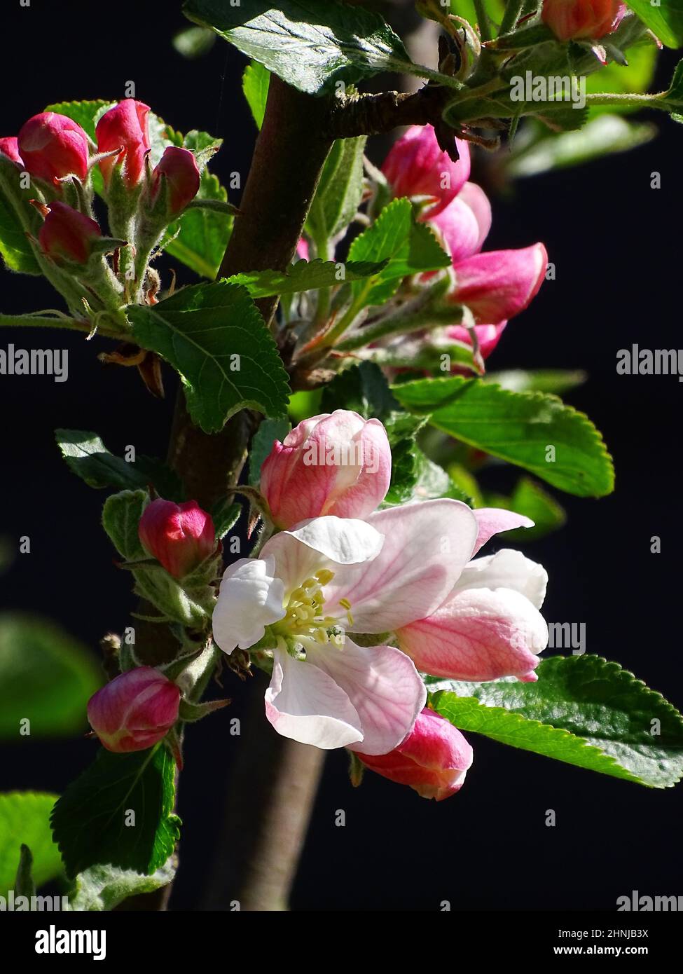 close up of the blossom of an apple tree (Cox orange pippin), with a blurred black background, with colors green, white, light purple and black Stock Photo