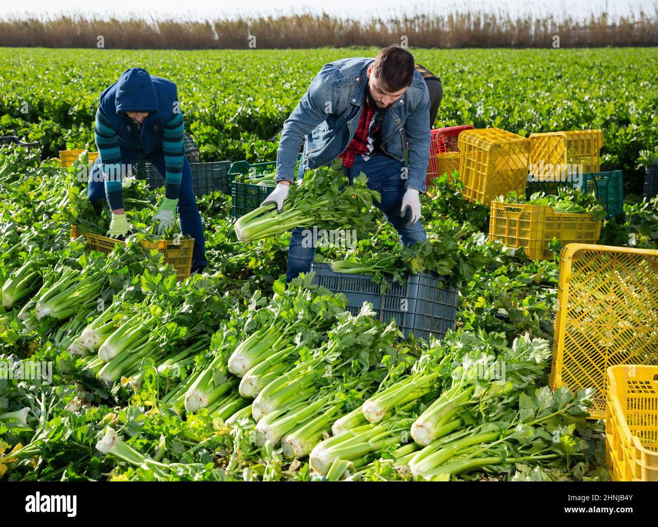 Workers preparing crates with harvested celery Stock Photo Alamy