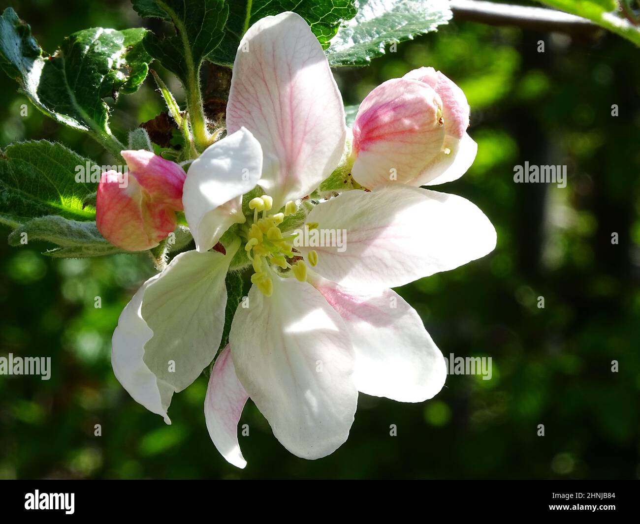 close up of a flower of the apple tree (Cox orange pippin), with a blurred green background, with colors green, pink, white and light pink Stock Photo