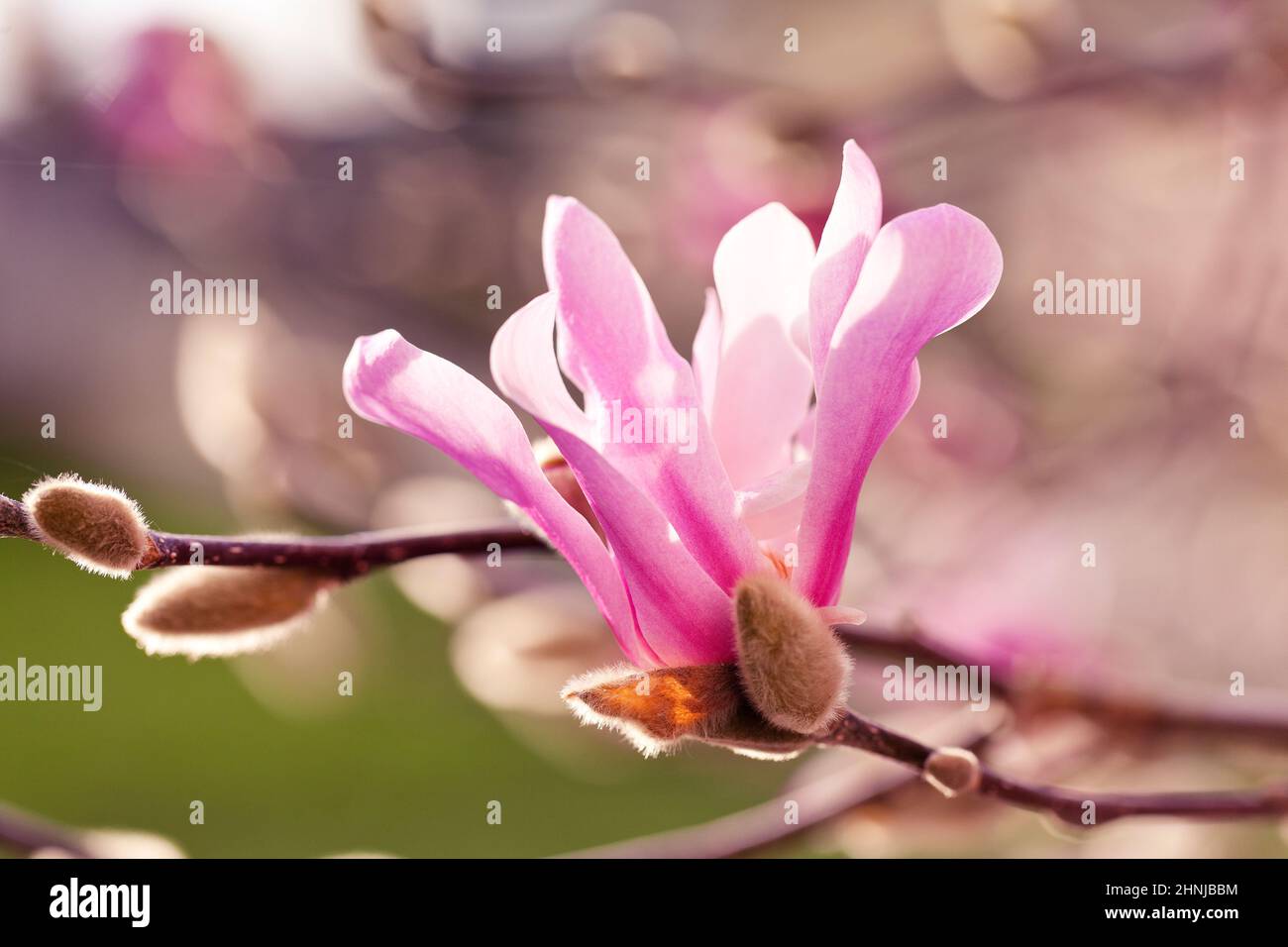 Magnolia Close up Macro x loebneri 'Leonard Messel', Pink flower Stock Photo