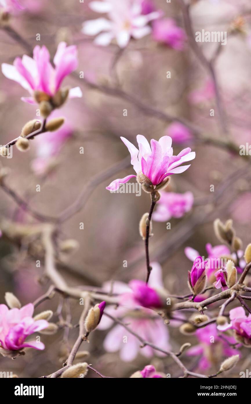 Detail of Magnolia beautiful Pink flower in spring, fantastic Tree with color Stock Photo