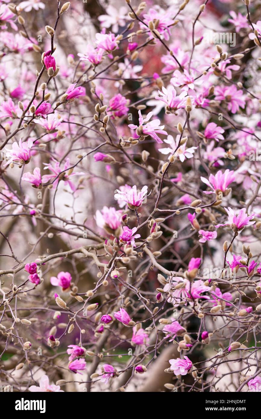 Flower Tree Magnolia with Pink flower in Spring Var Leonard Messel Stock Photo
