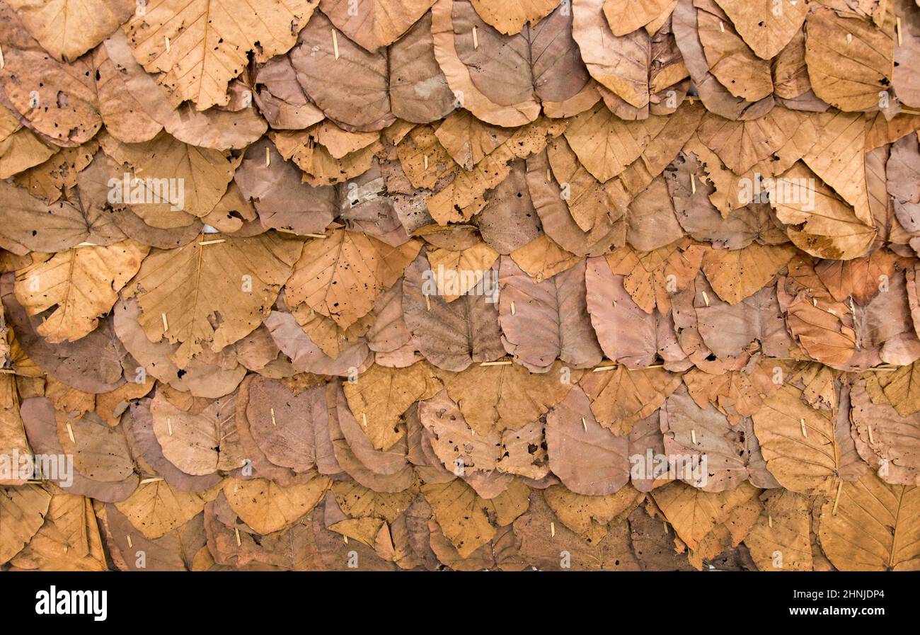 dry leaf texture background for fence Stock Photo