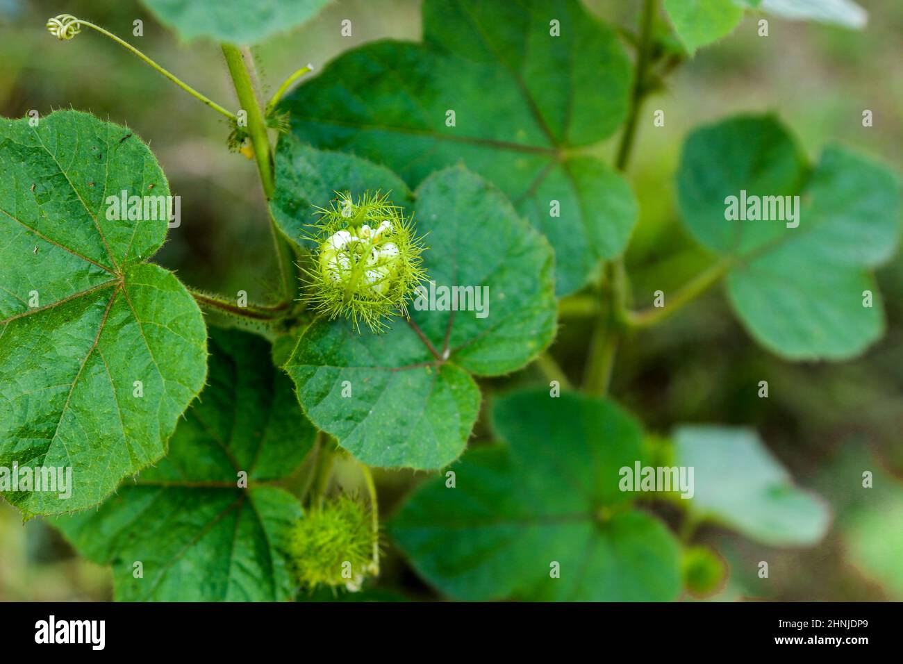 green spoil ivy tree beauty in nature Stock Photo