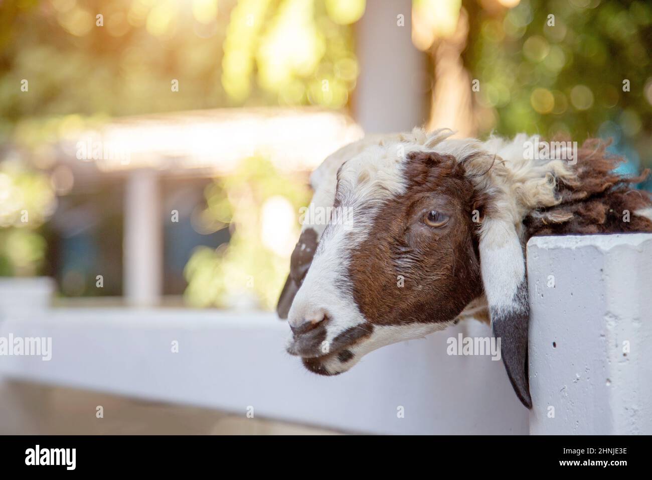 polity eyes of goat in farm cage waiting for feeding Stock Photo