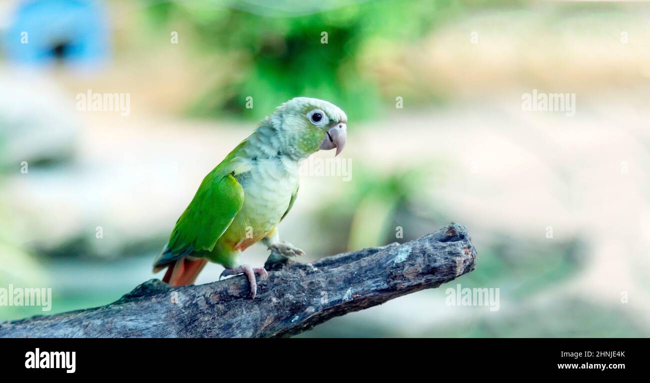 Green and multicolour parrots sitting on the branch in courtship love ceremony in forest. Two birds on the branch in Green vegetation. Stock Photo