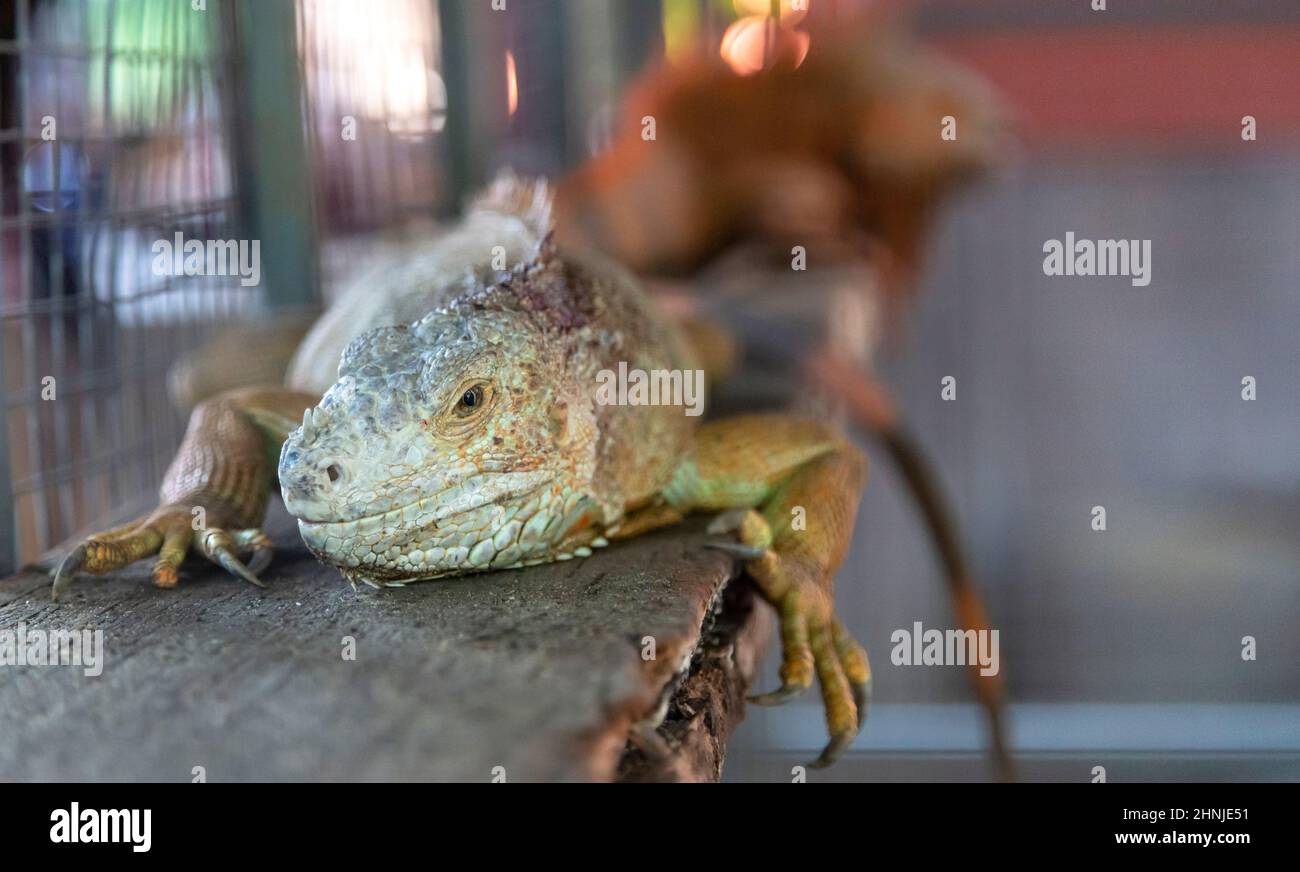 Chameleons are reptiles descended from dinosaur age. A chameleon is an exotic pet. Stock Photo