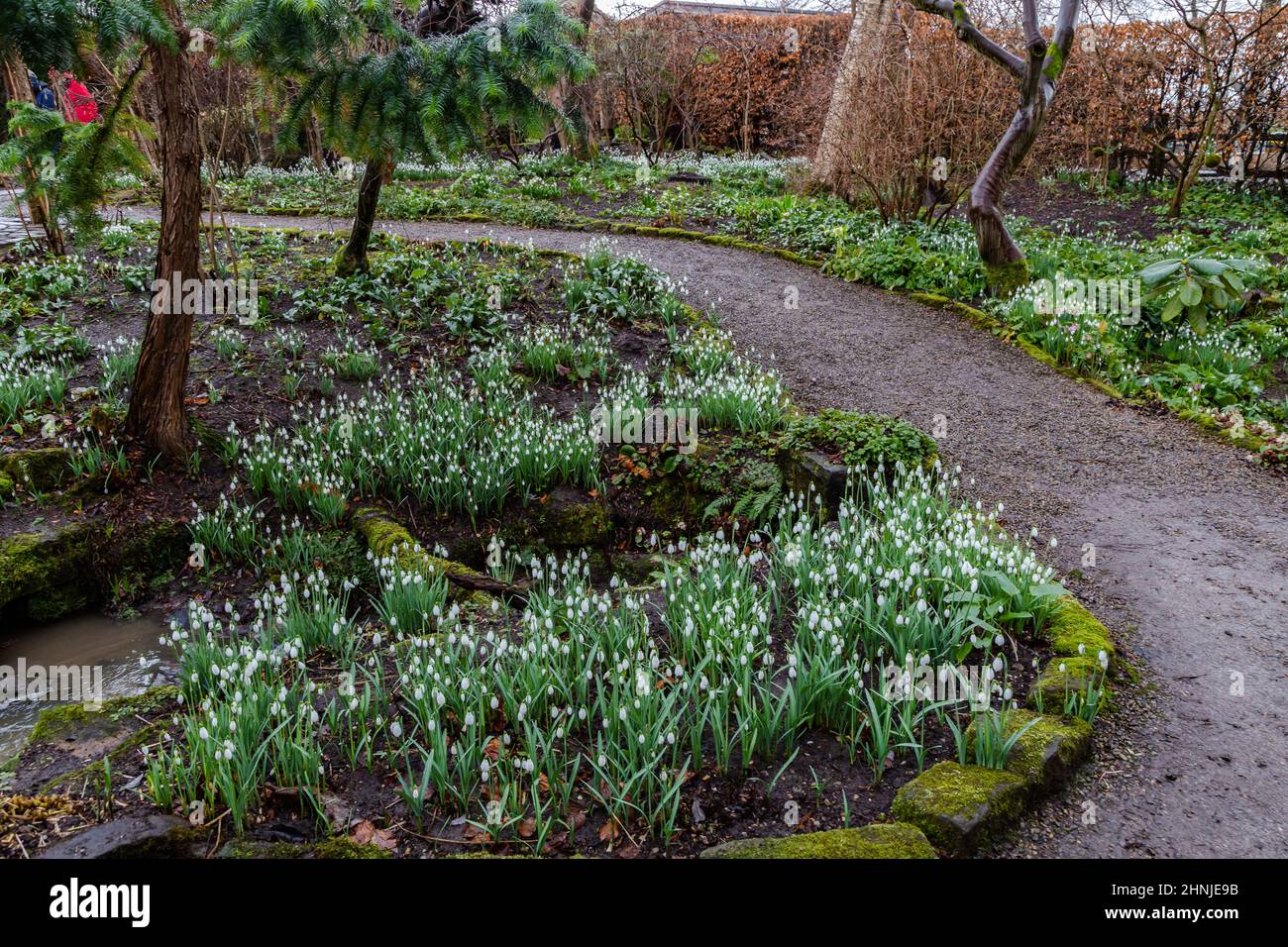Snowdrops edging a garden path in Yorkshire, England. Stock Photo