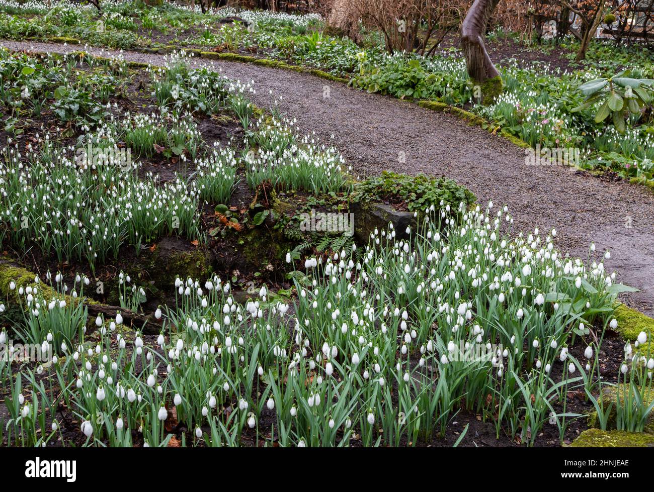 Snowdrops on either side of a garden path in Yorkshire, England. Stock Photo