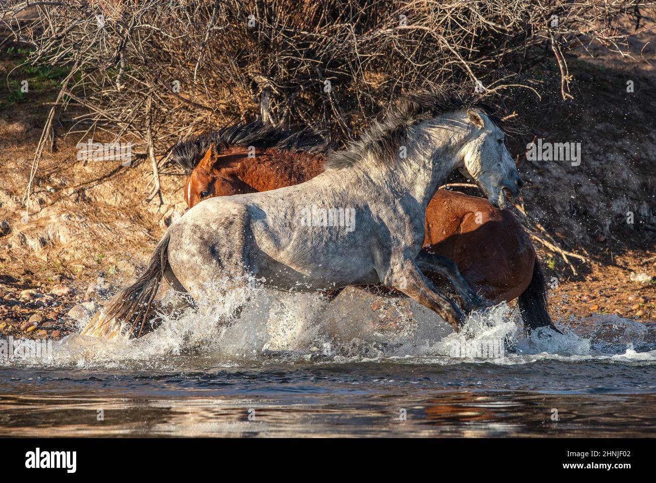 Salt River Wild Horses, Arizona, USA Stock Photo