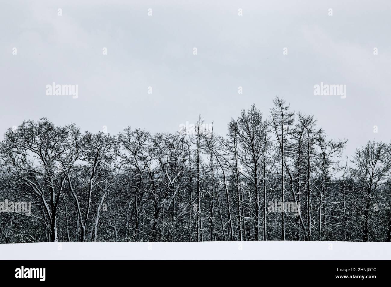 Black and white winter snow European forest landscape. Overcast sky. Winter time. Stock Photo
