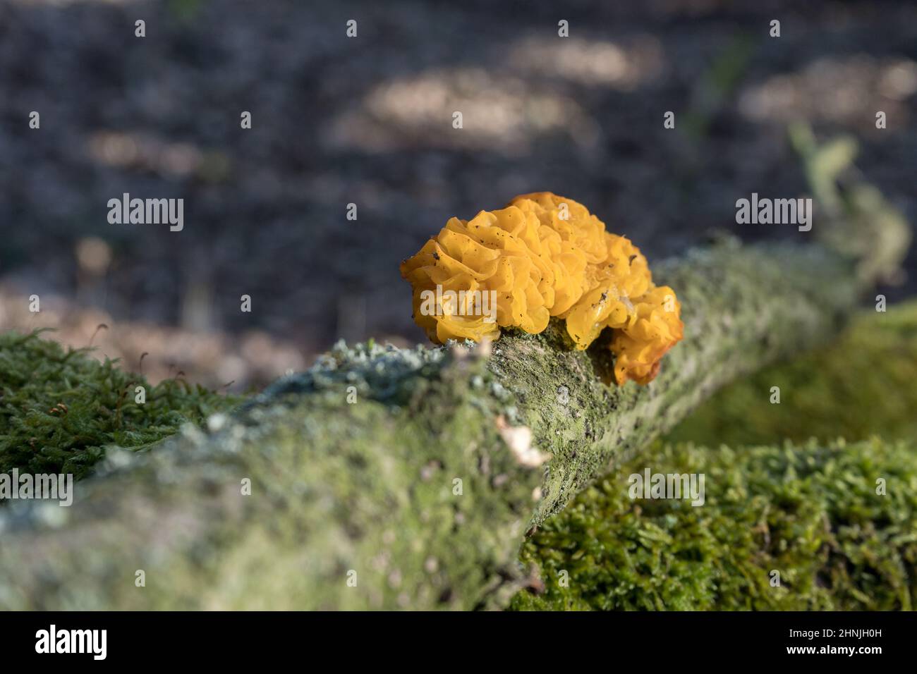 Yellow tremor on a branch with moss Stock Photo