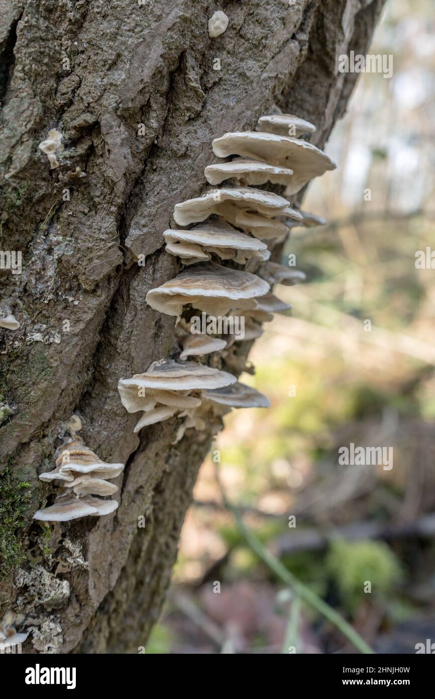many-colored polypore on the tree trunk Stock Photo