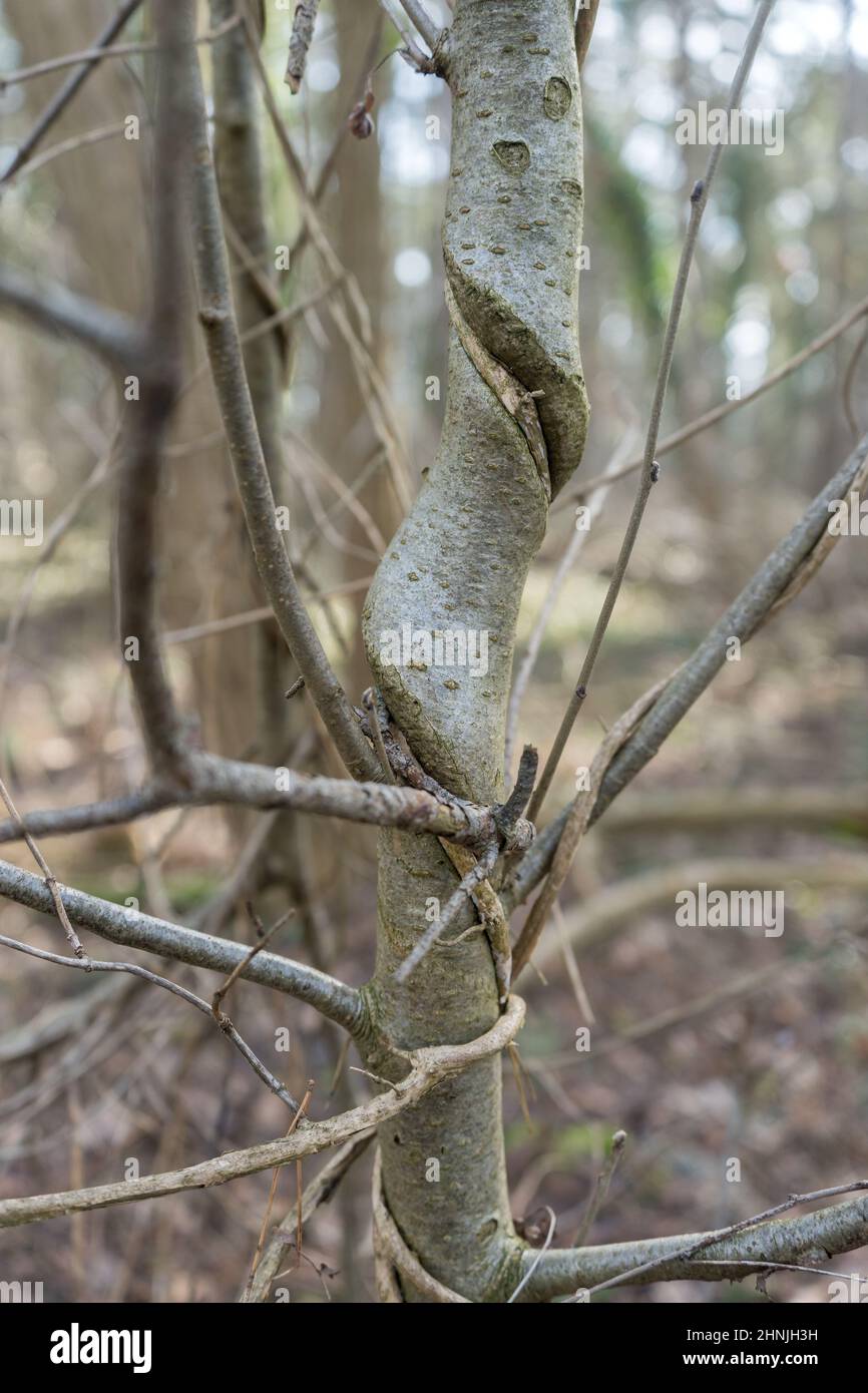 Young tree with a twisted trunk Stock Photo