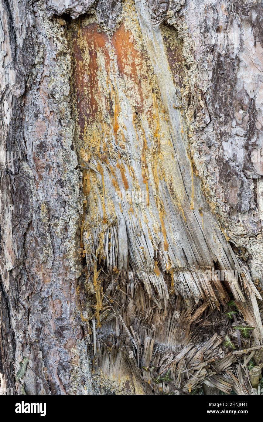 Injured trunk of a pine tree with resin Stock Photo