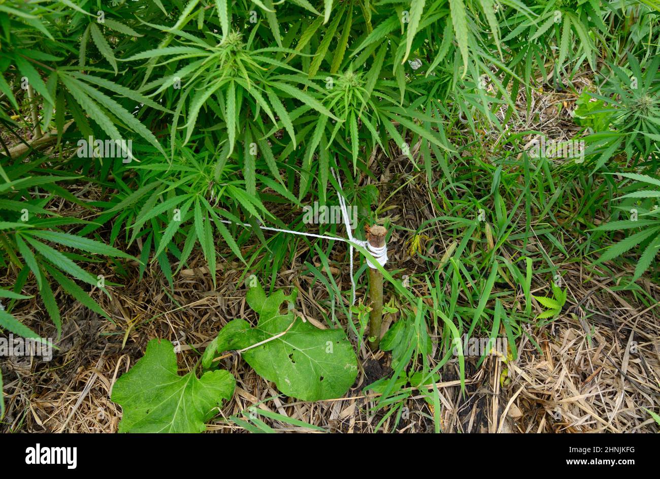 Cannabis growing in a field, low stress training technique: bending trunk of a plant and branches down using wooden pegs and ropes. Stock Photo