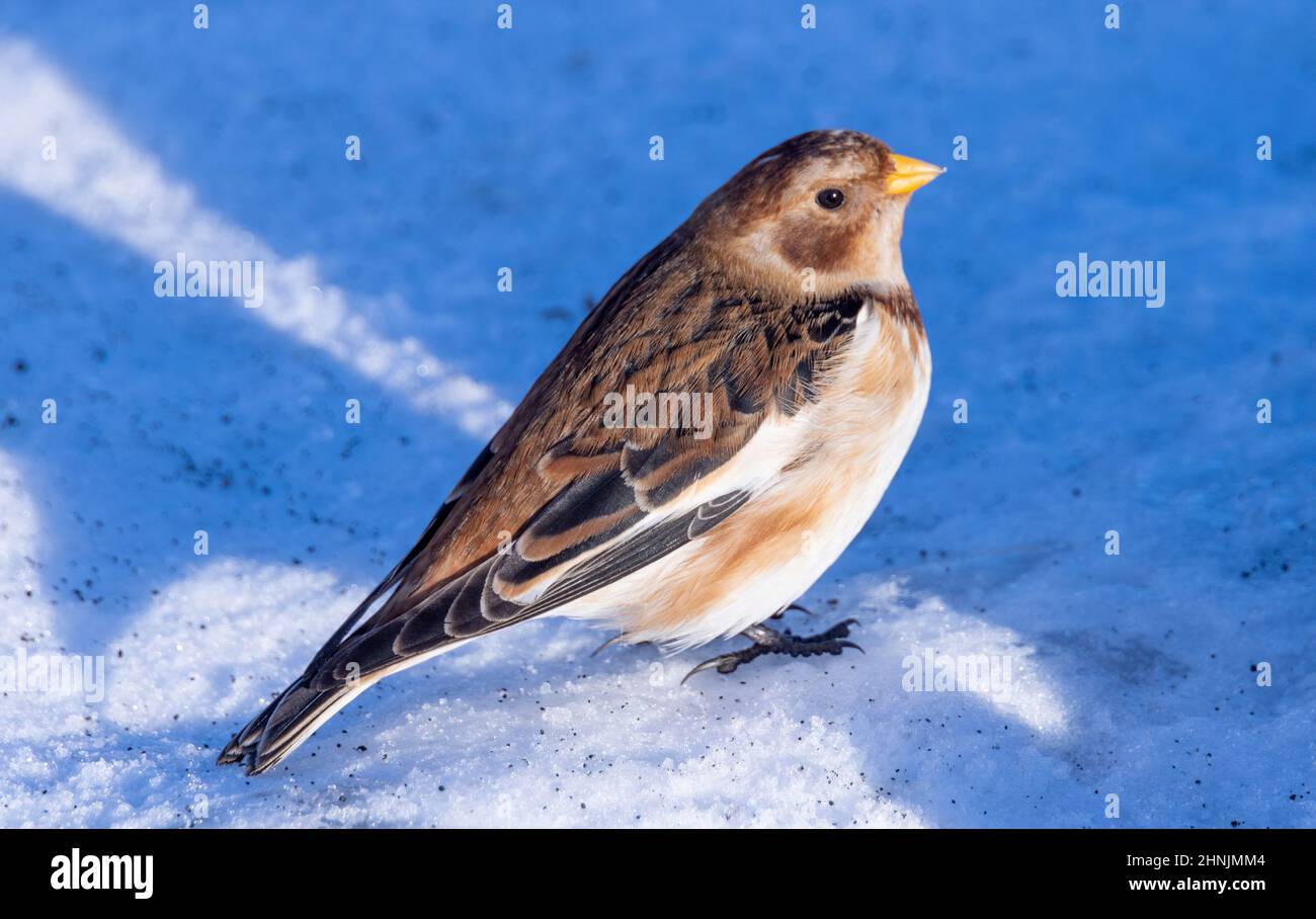 snow bunting (Plectrophenax nivalis) in the snow, Iceland Stock Photo