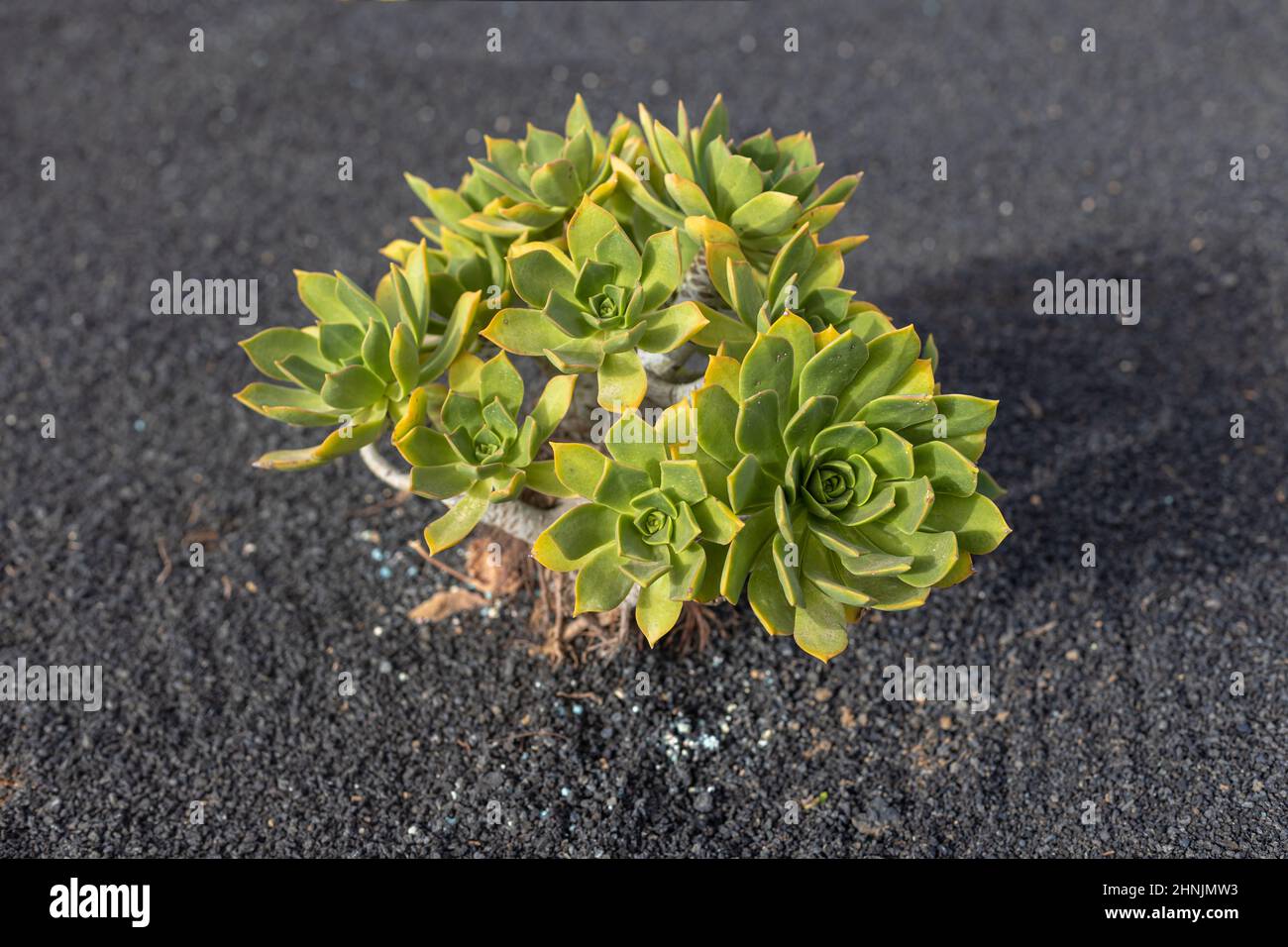 Aeonium lancerottense on black background. Stock Photo