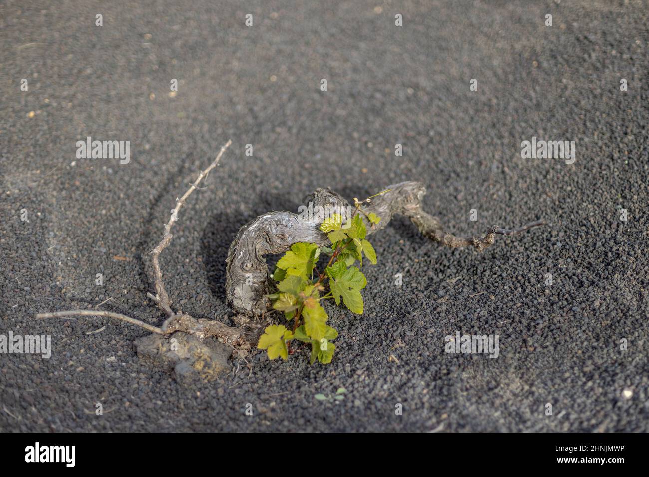 Vine plant in Lanzarote, Canary Islands, Spain. Stock Photo