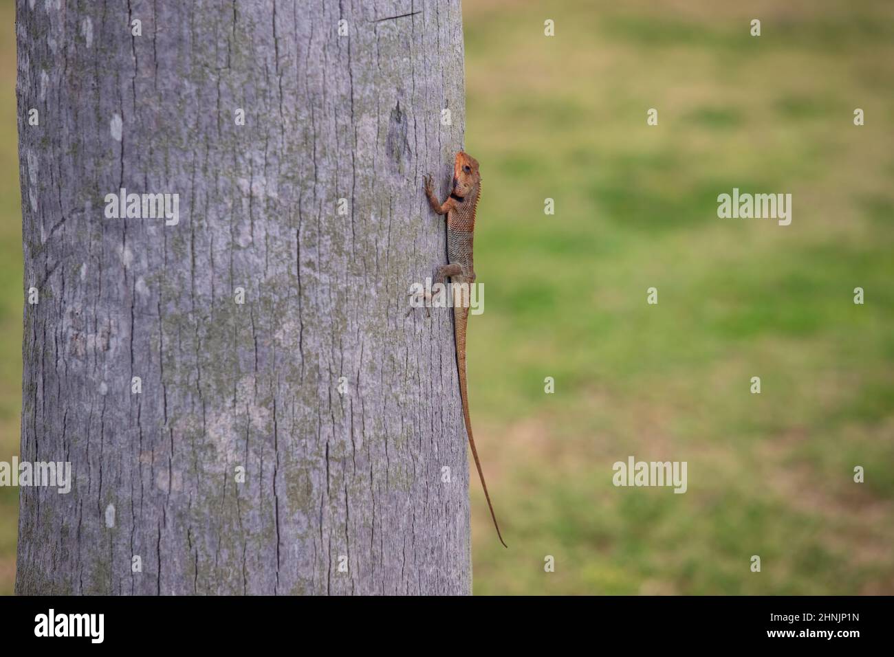 Close up view f a small lizard with a long tail sits on the trunk of a tree, green grass in the background Stock Photo