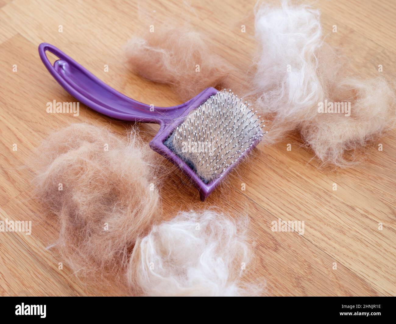 A comb with cat fur in it lying on a wooden floor on which there is more cat fur. Close up. Stock Photo