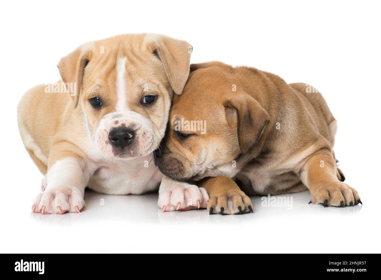 Two old english bulldog puppies Stock Photo