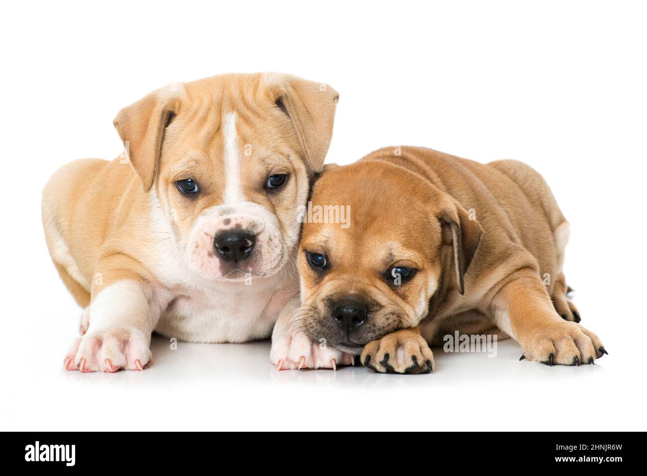 Two old english bulldog puppies Stock Photo