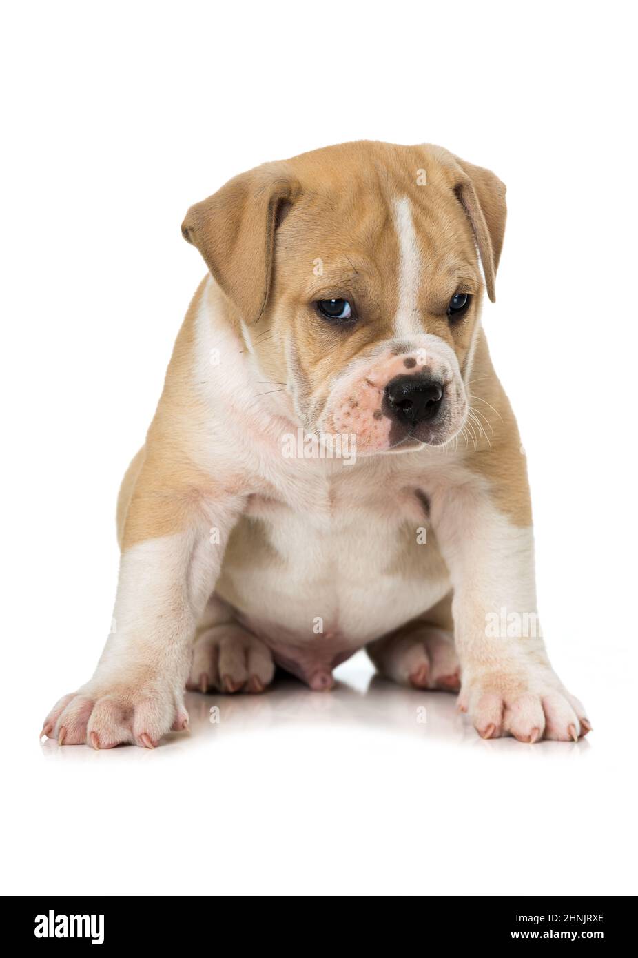 Old english bulldog puppy isolated on white Stock Photo Alamy