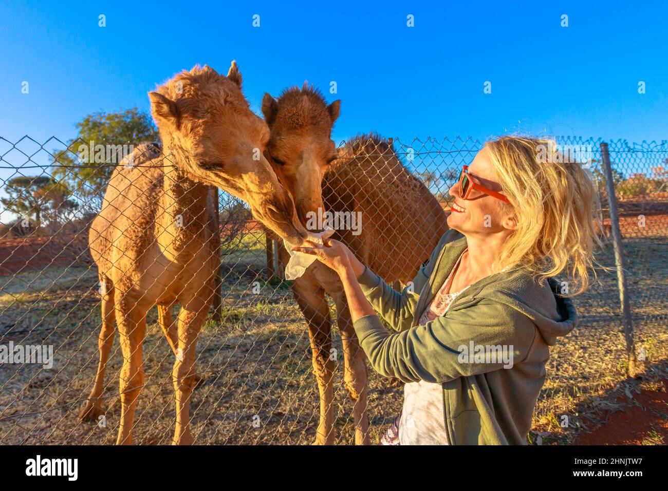 girl feeding Australian dromedary, Camelus dromedarius species. Endemic to Australia. Caucasian blonde tourist enjoys camel encounter in the Northern Stock Photo