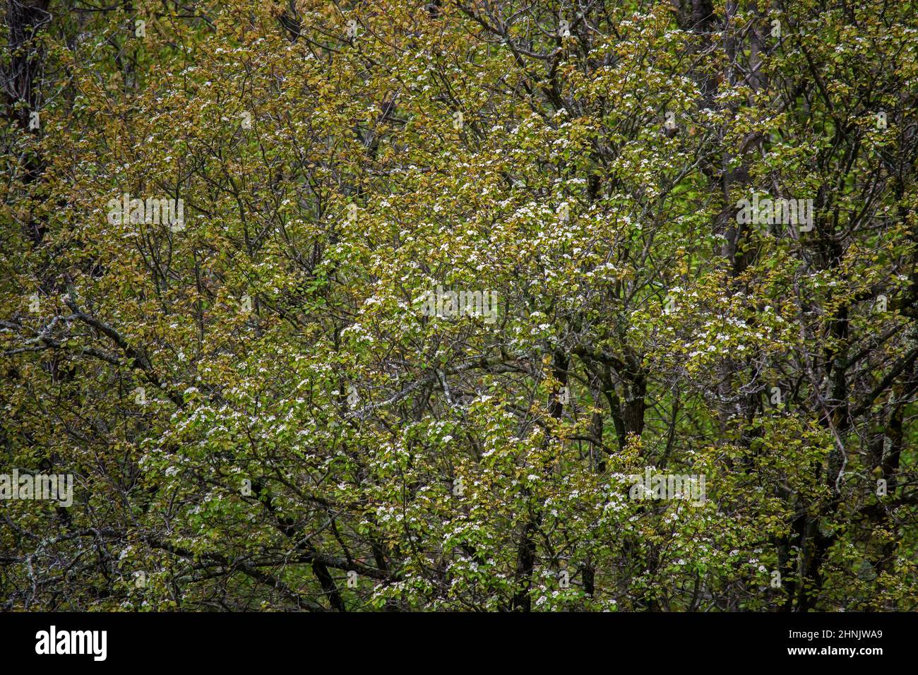 A thicket of various species of hawthorn trees on former farmland in Pennsylvania's Pocono Mountains Stock Photo
