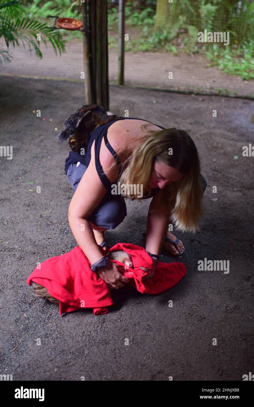 Caretaker picks up a baby sloth in sanctuary, Costa Rica Stock Photo