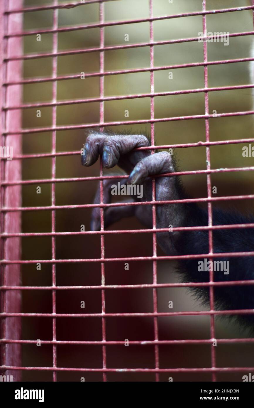 Captive rescued Panamanian white-faced capuchin, also known as the Panamanian white-headed capuchin or Central American white-faced capuchin, Costa Ri Stock Photo
