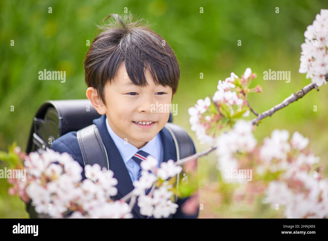 Japanese Elementary School Boy With Cherry Blossoms Stock Photo