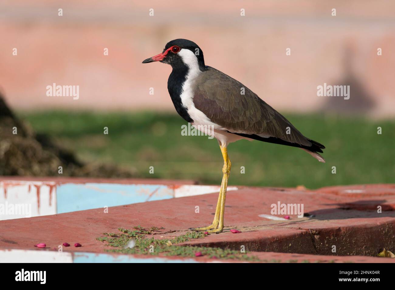 Red wattled indian lapwing wildlife hi-res stock photography and images ...