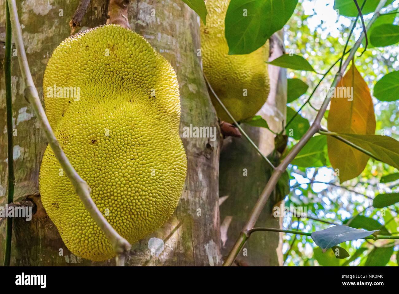 A jackfruit, jaca hanging from a jackfruit tree. Species Artocarpus heterophyllus. Zanzibar, Tanzania Stock Photo