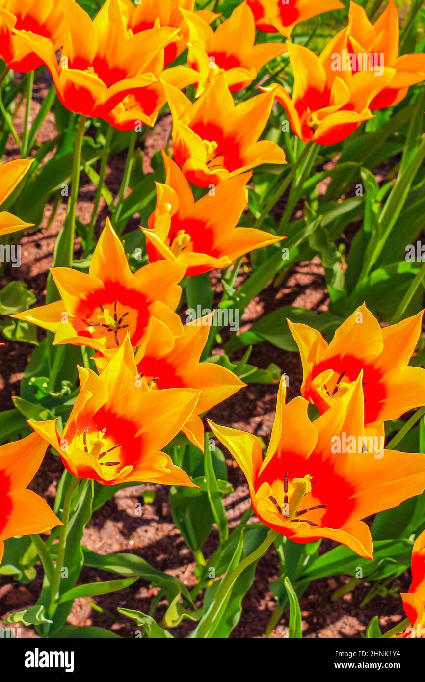 Many colorful tulips and daffodils in Keukenhof tulip park in Lisse ...