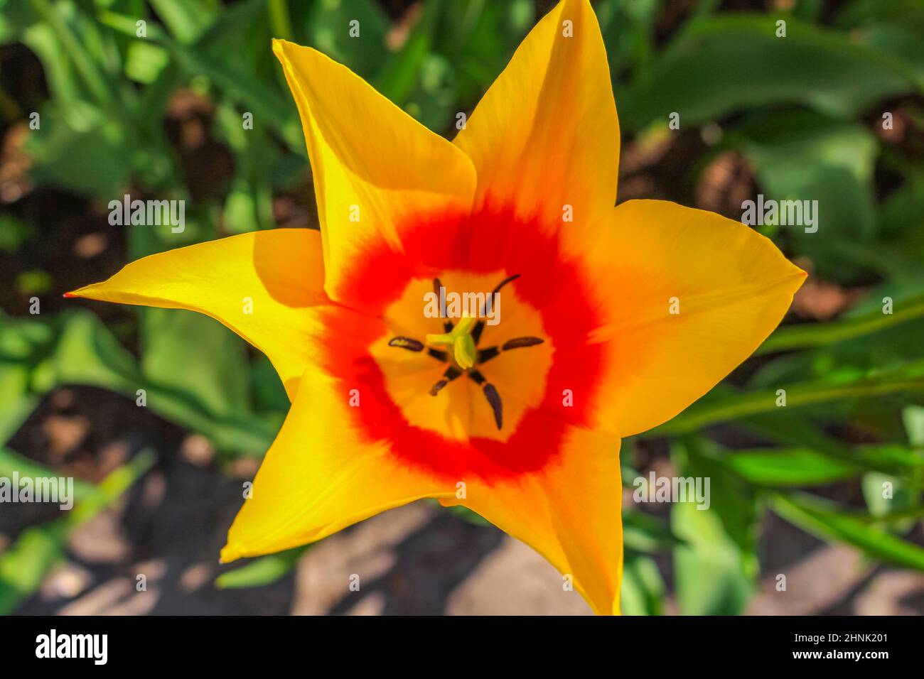 Many colorful tulips and daffodils in Keukenhof tulip park in Lisse
