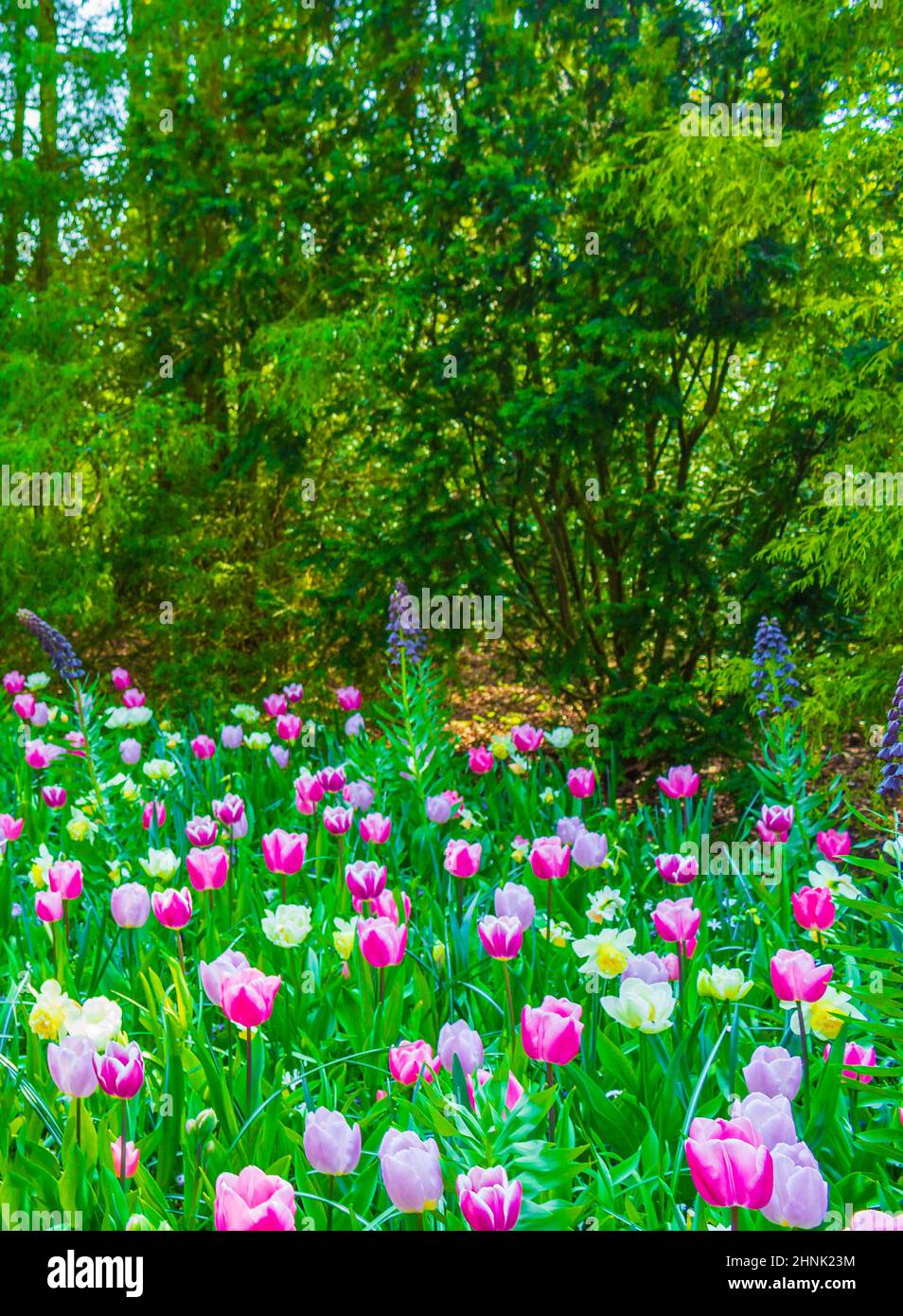 Pink purple tulips daffodils in Keukenhof park Lisse Holland Netherlands. Stock Photo