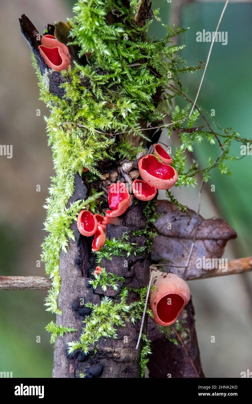 A close up of Scarlet Elf Cup Fungus, on the ground of an acient woodland. Stock Photo